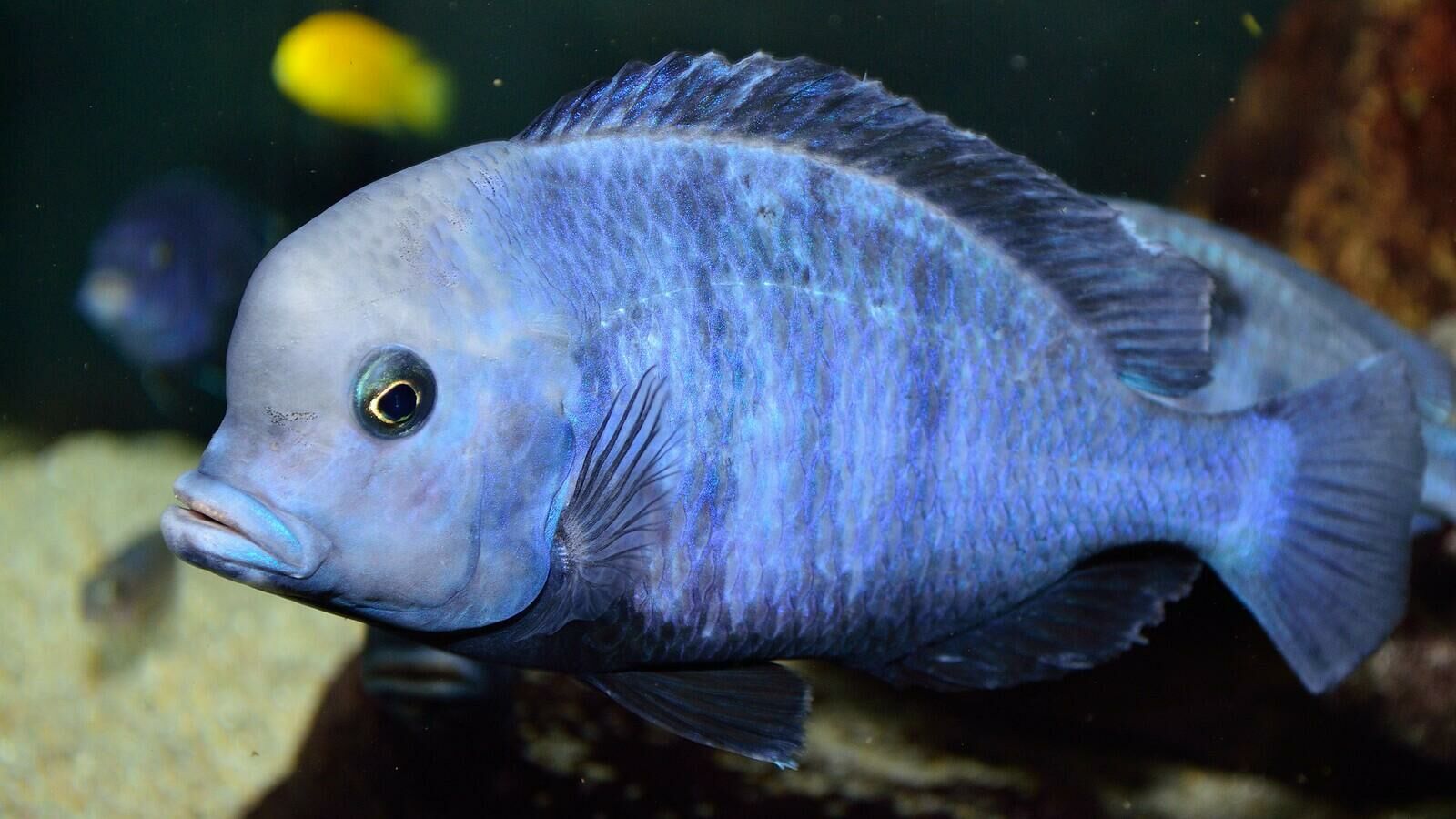 Imagem do Peixe Golfinho